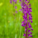 Sumpf-Knabenkraut (Orchis palustris)