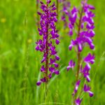 Sumpf-Knabenkraut (Orchis palustris)
