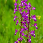 Sumpf-Knabenkraut (Orchis palustris)