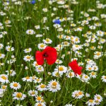 Klatschmohn (Papaver rhoeas) in Margeritenwiese