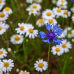 Kornblume (Centaurea cyanus) in Margeritenwiese