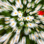 Margeritenwiese mit Klatschmohn (Ziehbild)