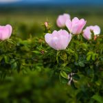 Hunds-Rose (Rosa canina)