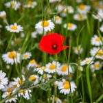 Klatschmohn (Papaver rhoeas) in Margeritenwiese