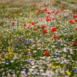Klatschmohn (Papaver rhoeas) in Margeritenwiese