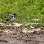 Bachstelze (Motacilla alba)