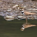 Flußregenpfeifer (Charadrius dubius)