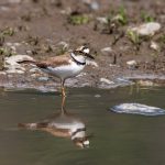 Flußregenpfeifer (Charadrius dubius)
