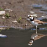 Flußregenpfeifer (Charadrius dubius)