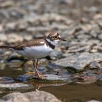 Flußregenpfeifer (Charadrius dubius)