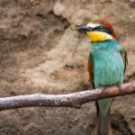 Bienenfresser (Merops apiaster)