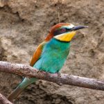 Bienenfresser (Merops apiaster)