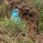 Blauracke (Coracias garrulus)