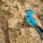 Blauracke (Coracias garrulus)