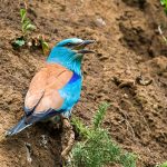 Blauracke (Coracias garrulus)