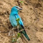 Blauracke (Coracias garrulus)