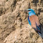 Blauracke (Coracias garrulus)