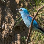 Blauracke (Coracias garrulus)