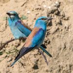 Blauracke (Coracias garrulus)