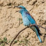 Blauracke (Coracias garrulus)