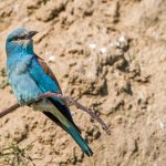 Blauracke (Coracias garrulus)