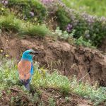 Blauracke (Coracias garrulus)