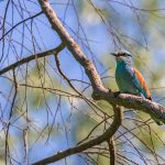 Blauracke (Coracias garrulus)