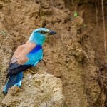 Blauracke (Coracias garrulus)
