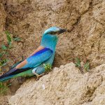 Blauracke (Coracias garrulus)