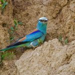 Blauracke (Coracias garrulus)