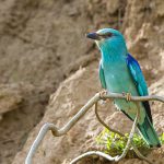 Blauracke (Coracias garrulus)