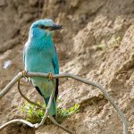 Blauracke (Coracias garrulus)