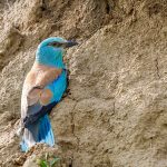 Blauracke (Coracias garrulus)
