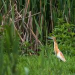 Rallenreiher (Ardeola ralloides)