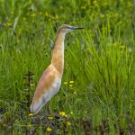 Rallenreiher (Ardeola ralloides)