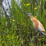 Rallenreiher (Ardeola ralloides)