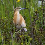 Rallenreiher (Ardeola ralloides)