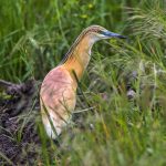 Rallenreiher (Ardeola ralloides)