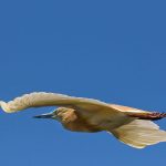 Rallenreiher (Ardeola ralloides)