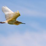 Rallenreiher (Ardeola ralloides)