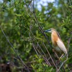 Rallenreiher (Ardeola ralloides)