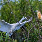 Rallenreiher (Ardeola ralloides)