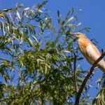 Rallenreiher (Ardeola ralloides)