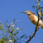 Rallenreiher (Ardeola ralloides)