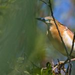 Rallenreiher (Ardeola ralloides)