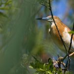 Rallenreiher (Ardeola ralloides)