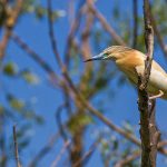 Rallenreiher (Ardeola ralloides)