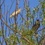 Rallenreiher (Ardeola ralloides)