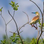 Rallenreiher (Ardeola ralloides)