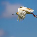 Rallenreiher (Ardeola ralloides)